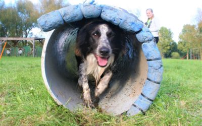 Dierendag-uitje-met-de-hond