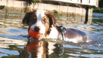 Expeditie-Dierendag-hond-zwemmen