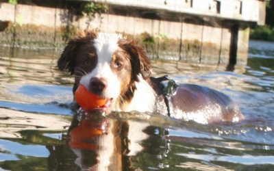 Expeditie-Dierendag-hond-zwemmen