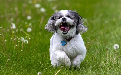 Hond-gras-dierendag-800
