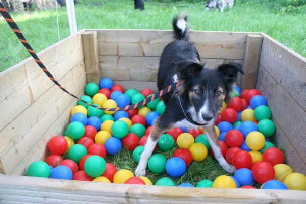 hond in ballenbak tijdens dierendag in Almere