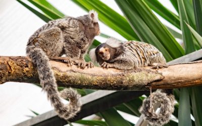 Almere-Jungle-Schoolreis_Witoorpenseelaapjes