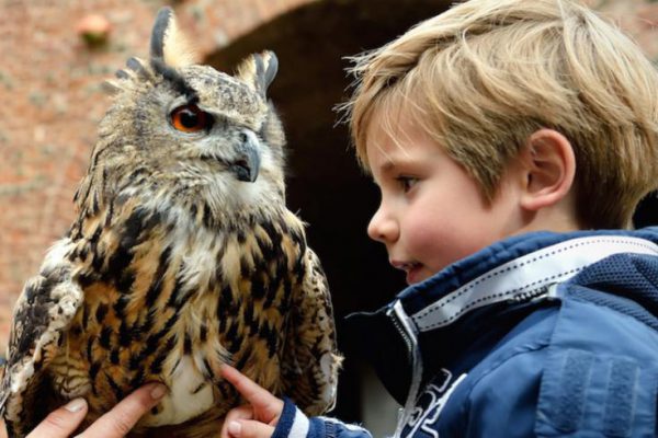 Jongen met uil bij valkenier Muiderslot